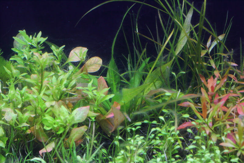 植栽から68日目　水上葉をカットして、水中葉のみになったアマゾンソード